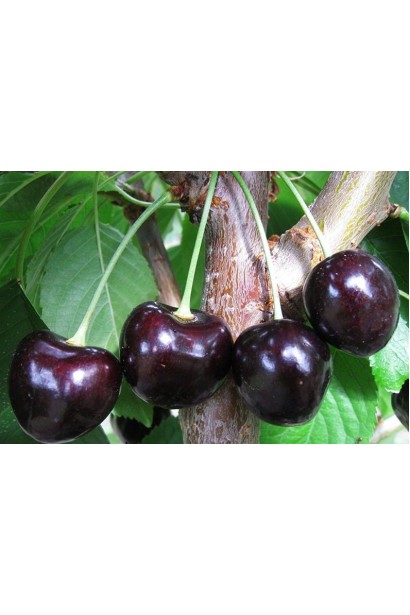 Вишня чорна Шоколадниця 